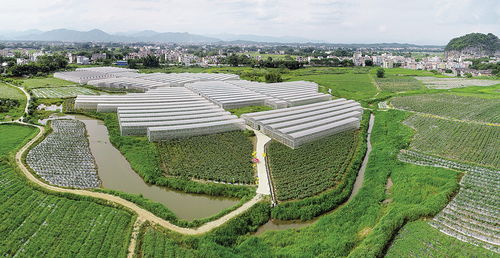 肇庆市人民政府门户网站 怀集夯实大湾区 菜篮子 产业基础 现代农业产业链建设渐入佳境